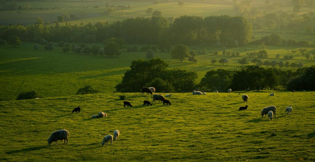 We buy land - apply your counter offer